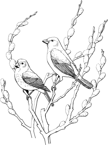 Two Cowbirds Coloring Page